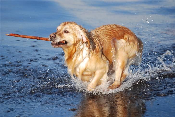 Blanding af racer Valde billede 7