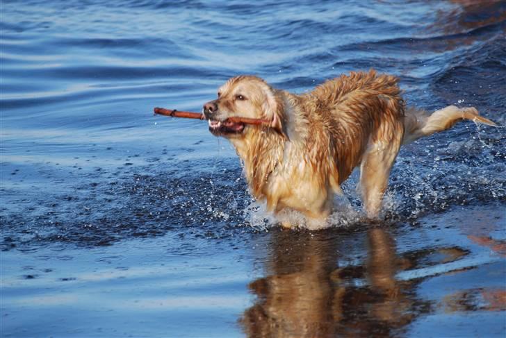 Blanding af racer Valde billede 8