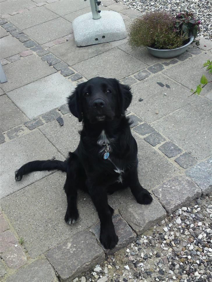 Blanding af racer Bølle - Fine bølle som vil lege!(: billede 1