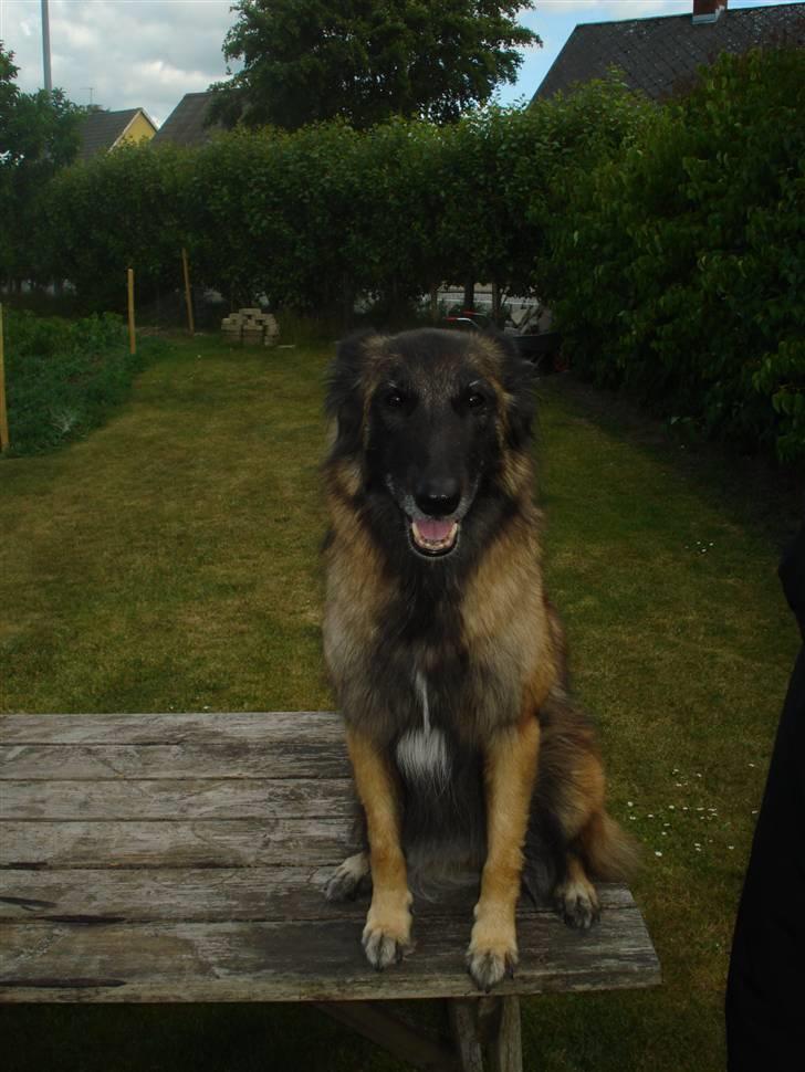 Tervueren ilioet billede 8