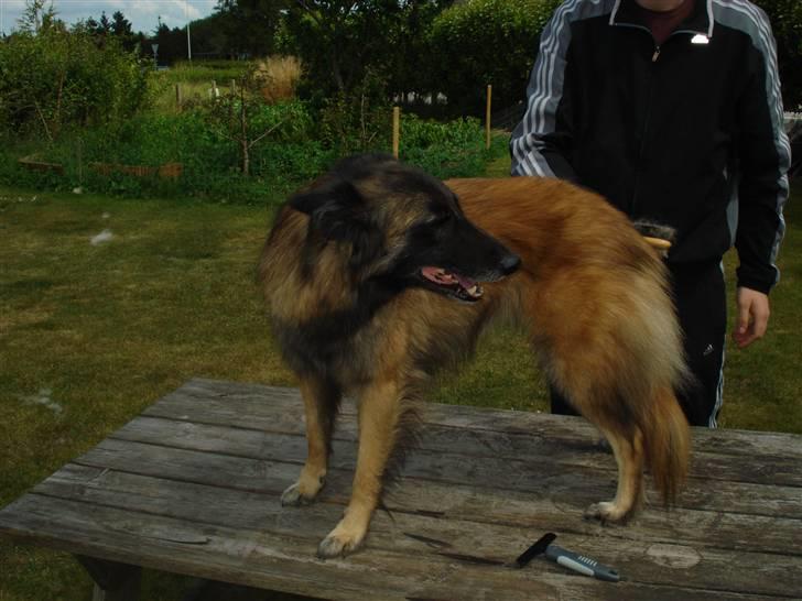 Tervueren ilioet billede 9