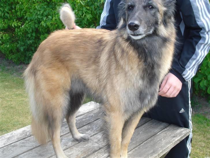 Tervueren ilioet billede 10