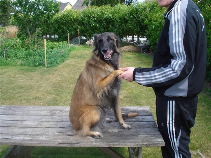 Tervueren ilioet billede 11