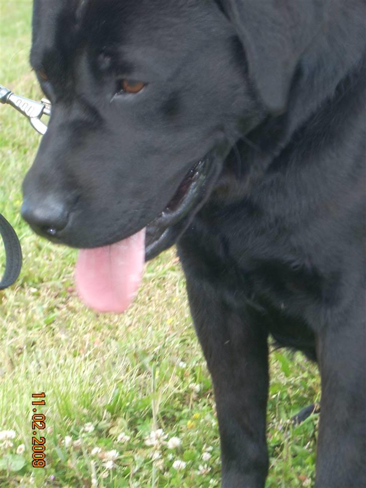 Labrador retriever Baloo - trætte vufhund, vuf vuf farveller!!<3 billede 16