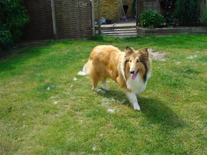 Collie langhåret santos billede 1