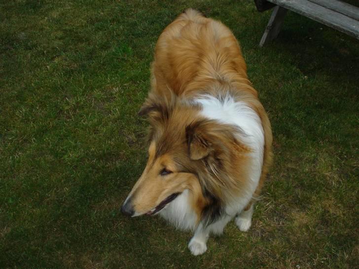 Collie langhåret santos billede 2