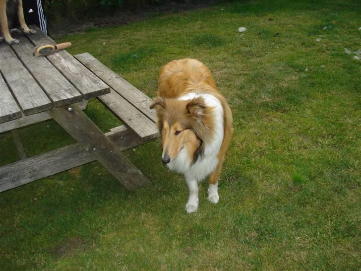 Collie langhåret santos billede 3