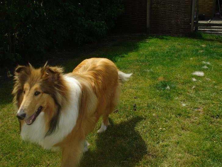 Collie langhåret santos billede 4