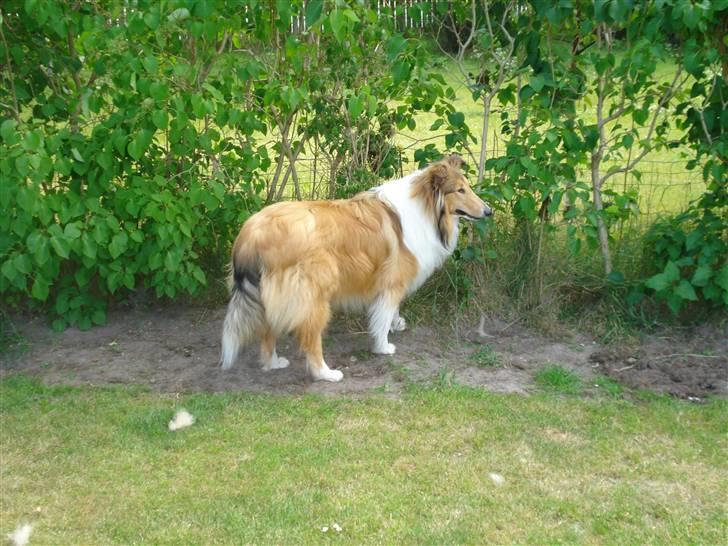 Collie langhåret santos billede 5