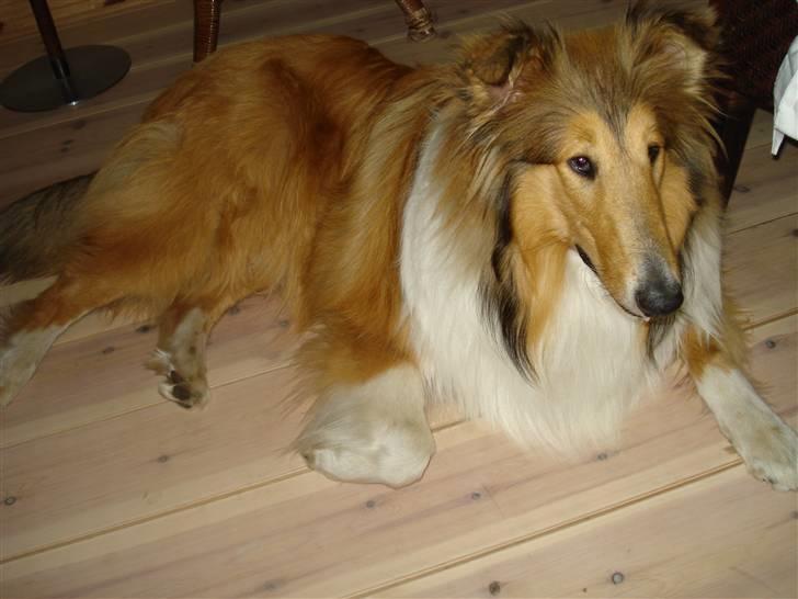 Collie langhåret santos billede 6