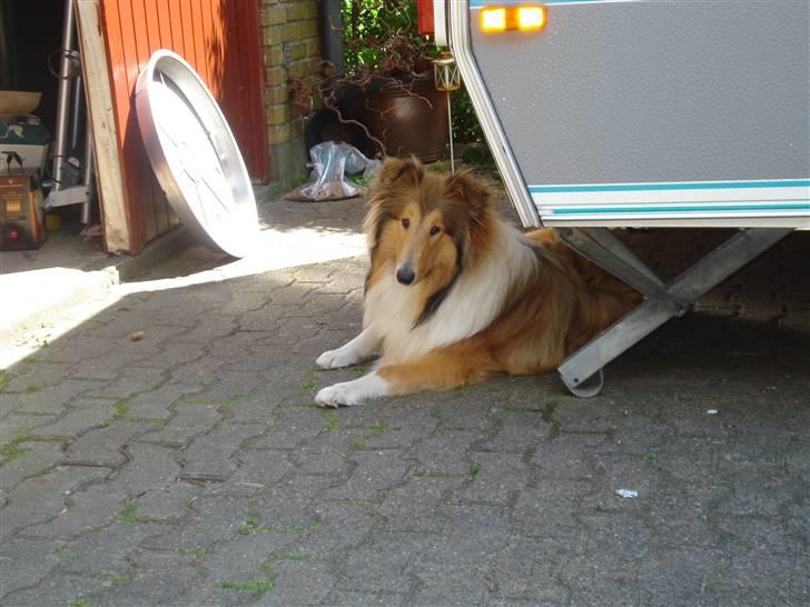 Collie langhåret santos billede 7