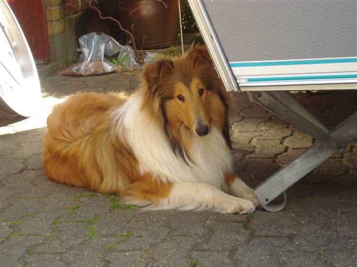 Collie langhåret santos billede 8