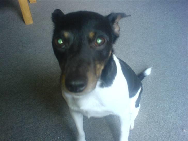 Dansk svensk gaardhund futte billede 1