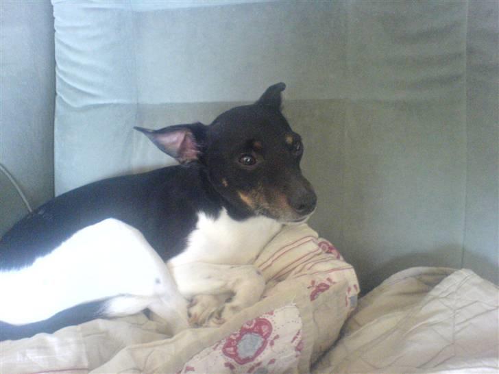 Dansk svensk gaardhund futte billede 3