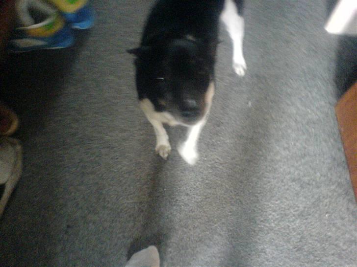 Dansk svensk gaardhund futte billede 4