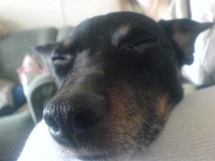 Dansk svensk gaardhund futte billede 5