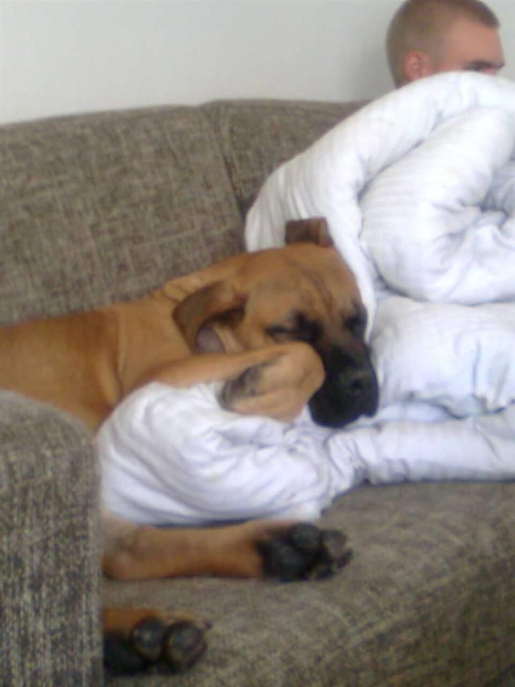 Boerboel Thor billede 14