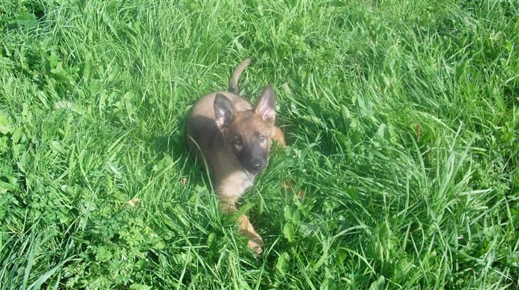 Schæferhund Vigant billede 1