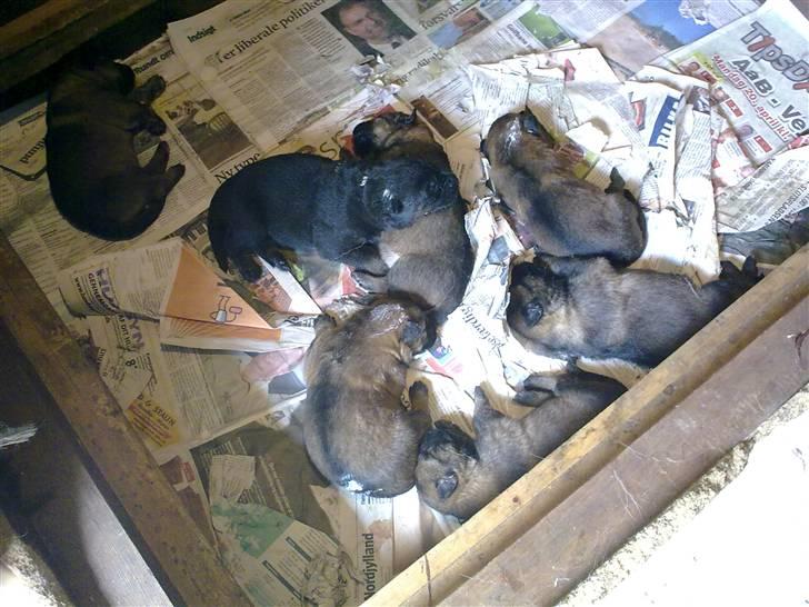 Schæferhund Vigant billede 2