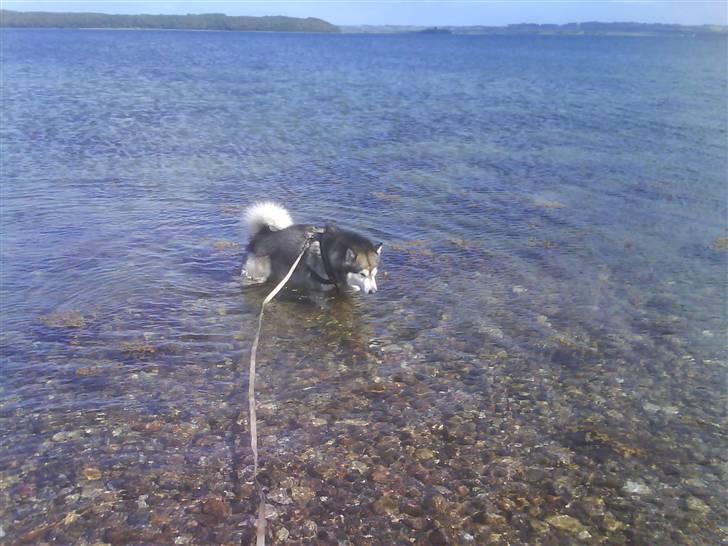 Alaskan malamute Bufas billede 12