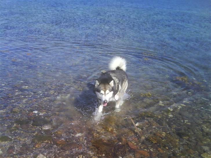 Alaskan malamute Bufas billede 13