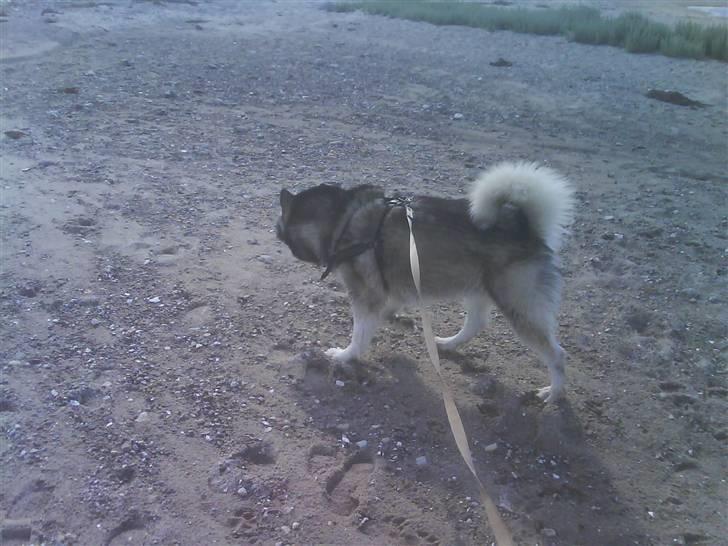 Alaskan malamute Bufas billede 14