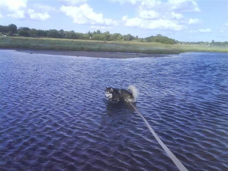 Alaskan malamute Bufas billede 15