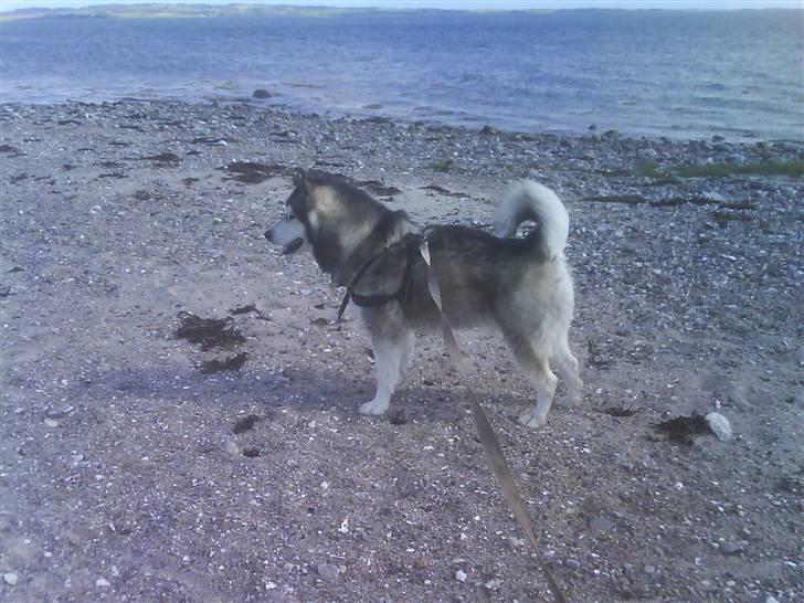 Alaskan malamute Bufas billede 16