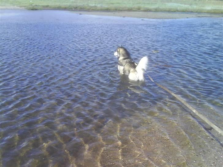 Alaskan malamute Bufas billede 17
