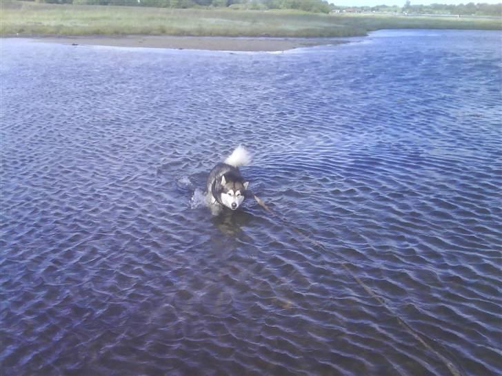 Alaskan malamute Bufas billede 18