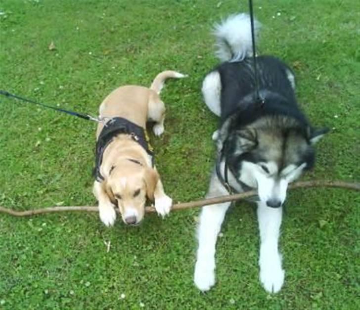 Alaskan malamute Bufas billede 19