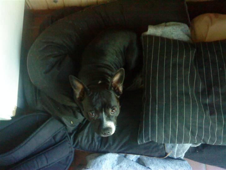 Blanding af racer ALBA - Camuflage, hvis jeg var hel sort (: billede 10