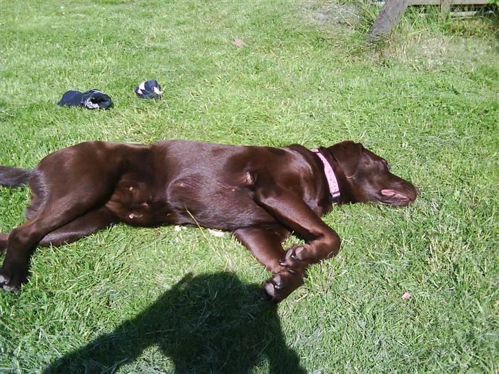 Labrador retriever Wilma billede 18