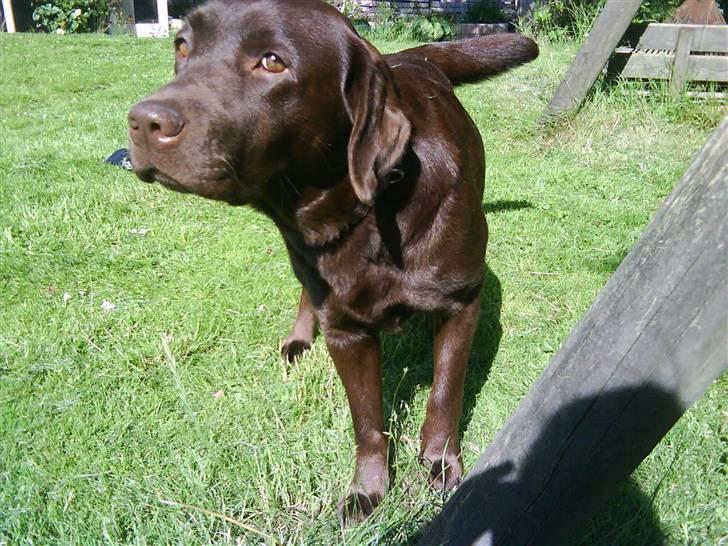 Labrador retriever Wilma billede 19