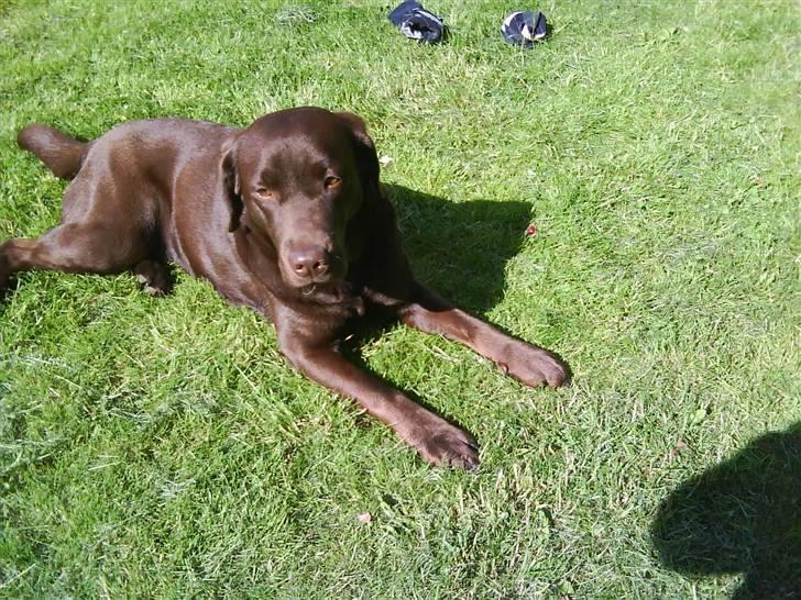 Labrador retriever Wilma billede 20