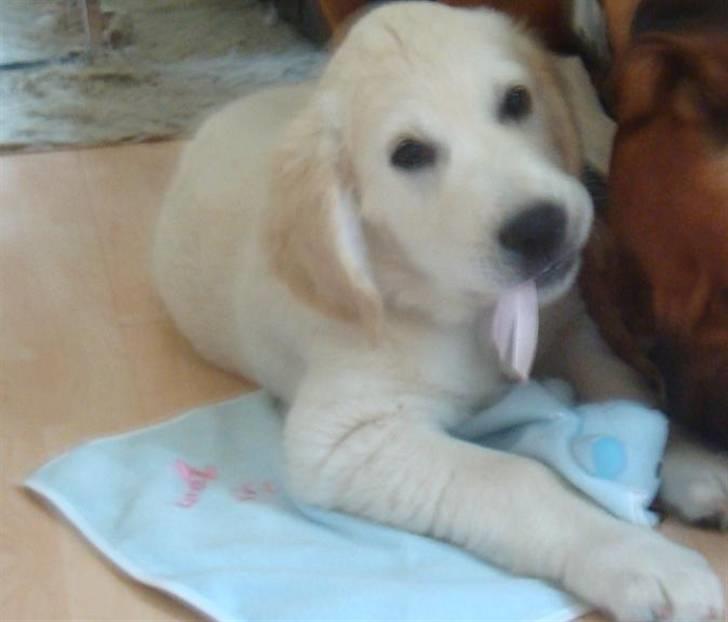 Golden retriever Sammy - Baby Sam.. - Ligger og gnasker i en sløjfe fra hans hvalpe-tæppe. Ss billede 6