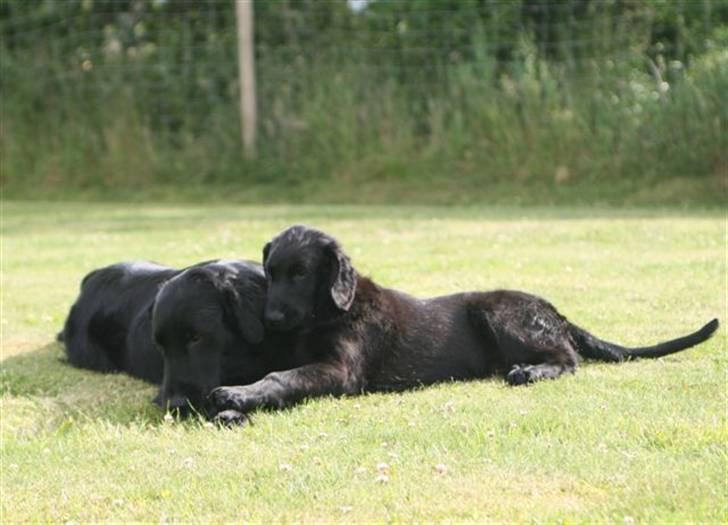 Flat coated retriever Bailey - 16 uger - Mig og morbror Milo billede 9