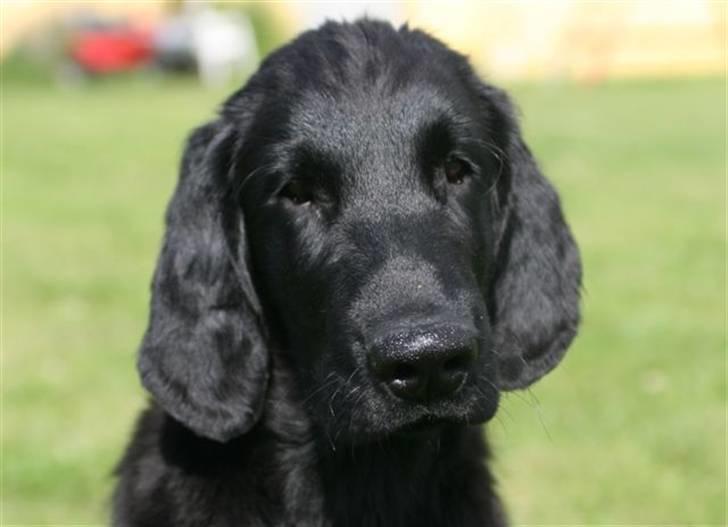 Flat coated retriever Bailey - Smukke mig, 16 uger gammel :o)) billede 10