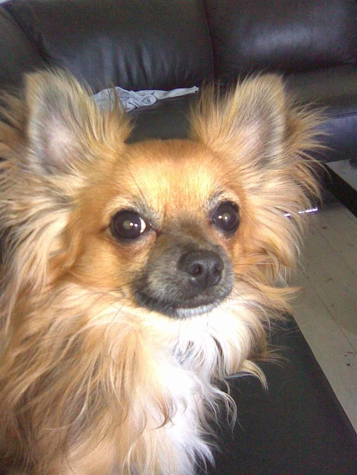 Chihuahua Anton billede 1