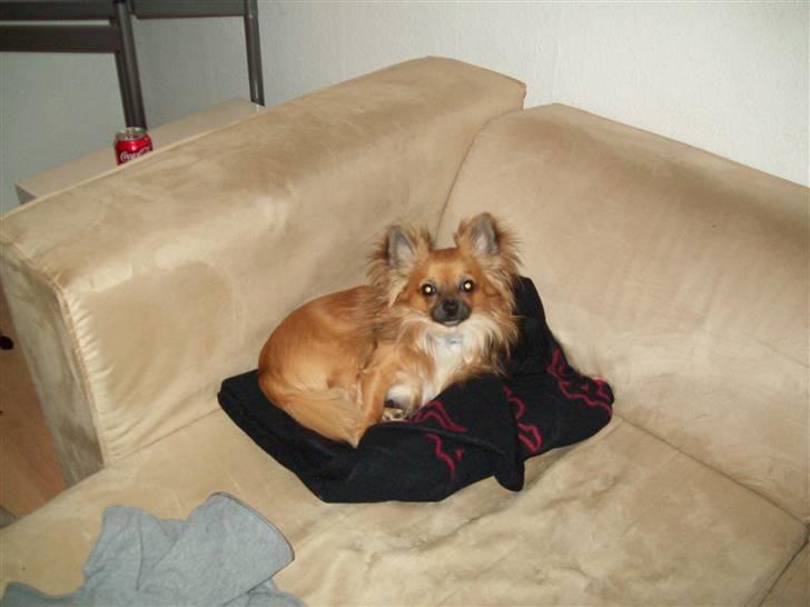 Chihuahua Anton billede 2