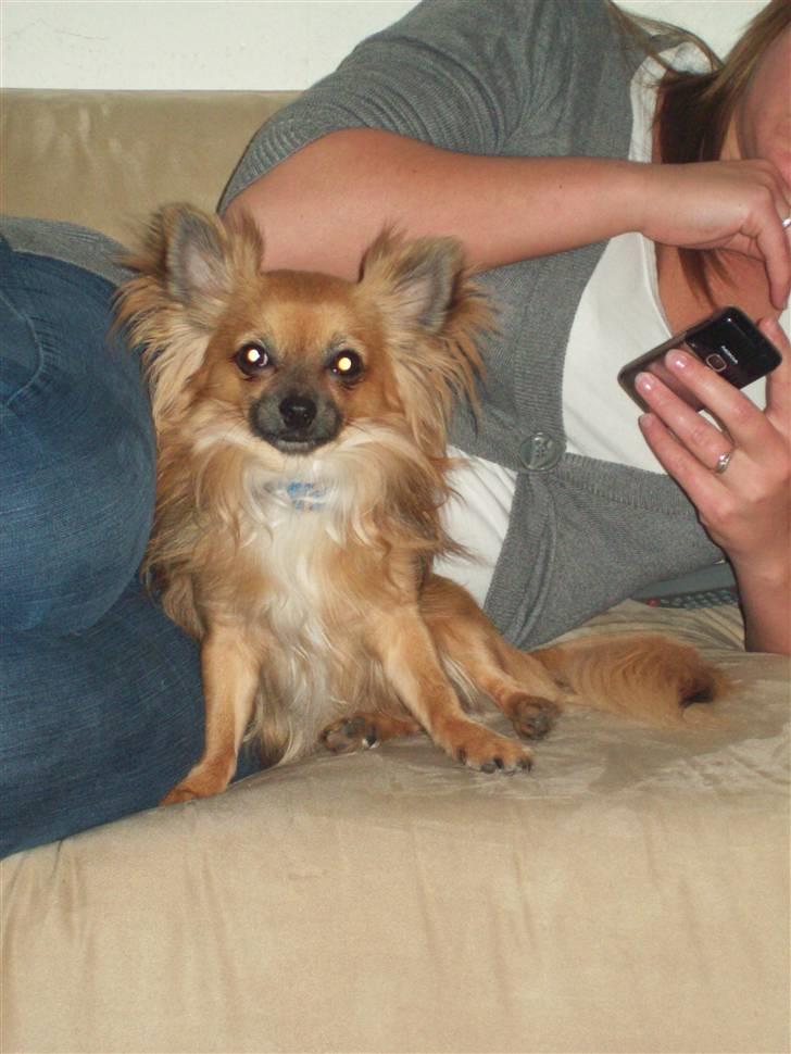 Chihuahua Anton billede 3