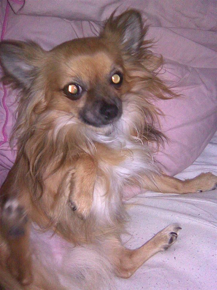 Chihuahua Anton billede 4