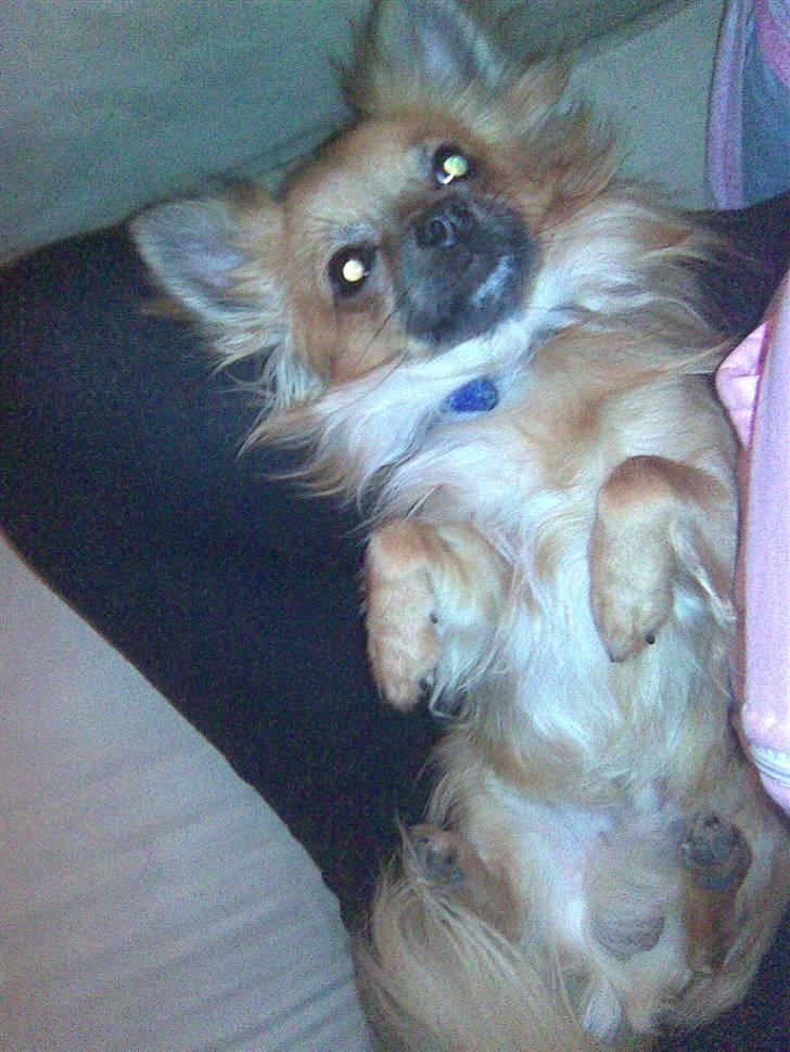 Chihuahua Anton billede 5