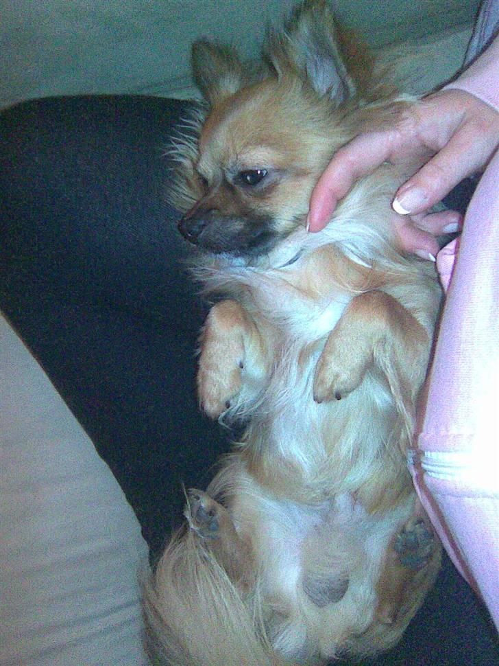 Chihuahua Anton billede 6