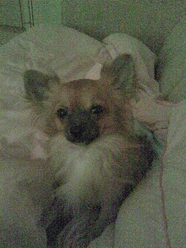 Chihuahua Anton billede 7