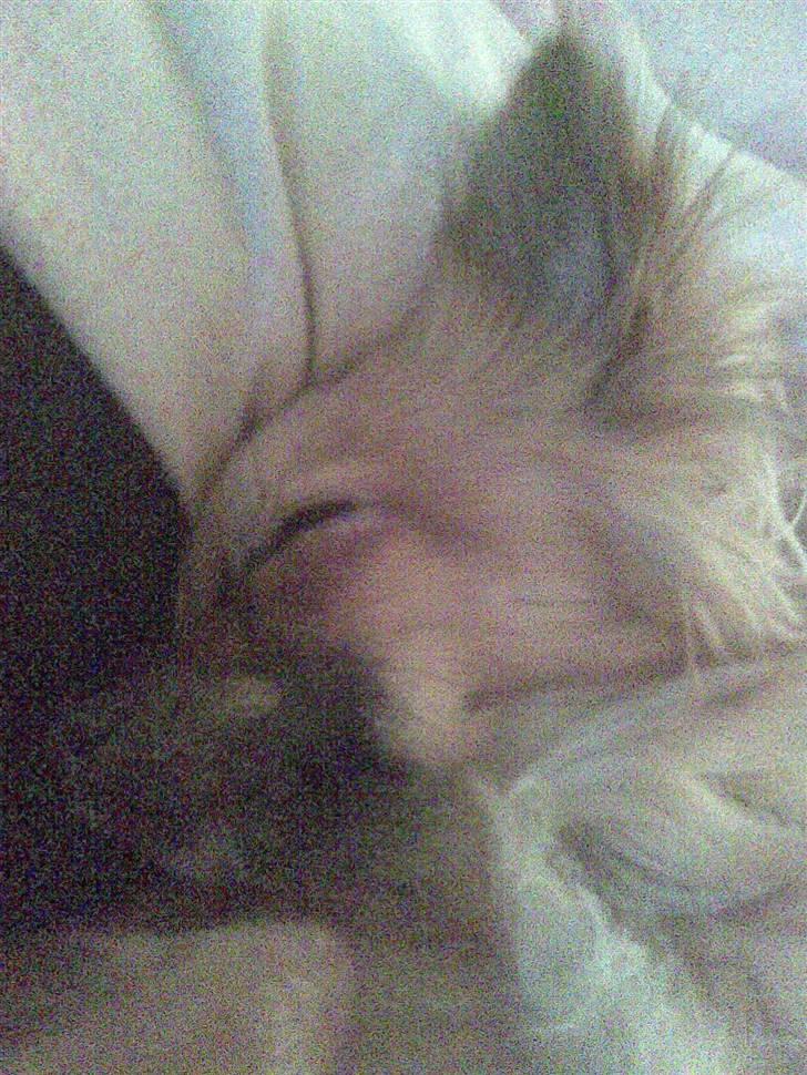 Chihuahua Anton billede 8