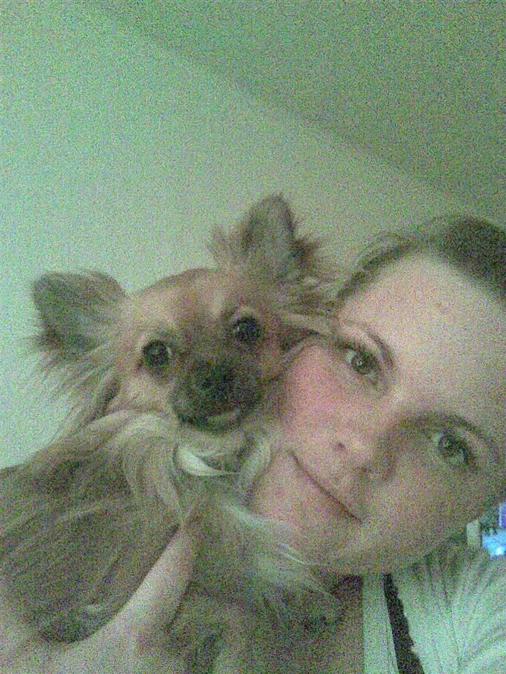 Chihuahua Anton billede 9