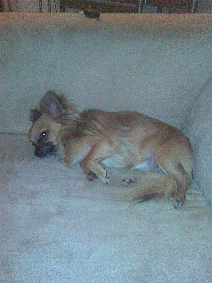 Chihuahua Anton billede 10