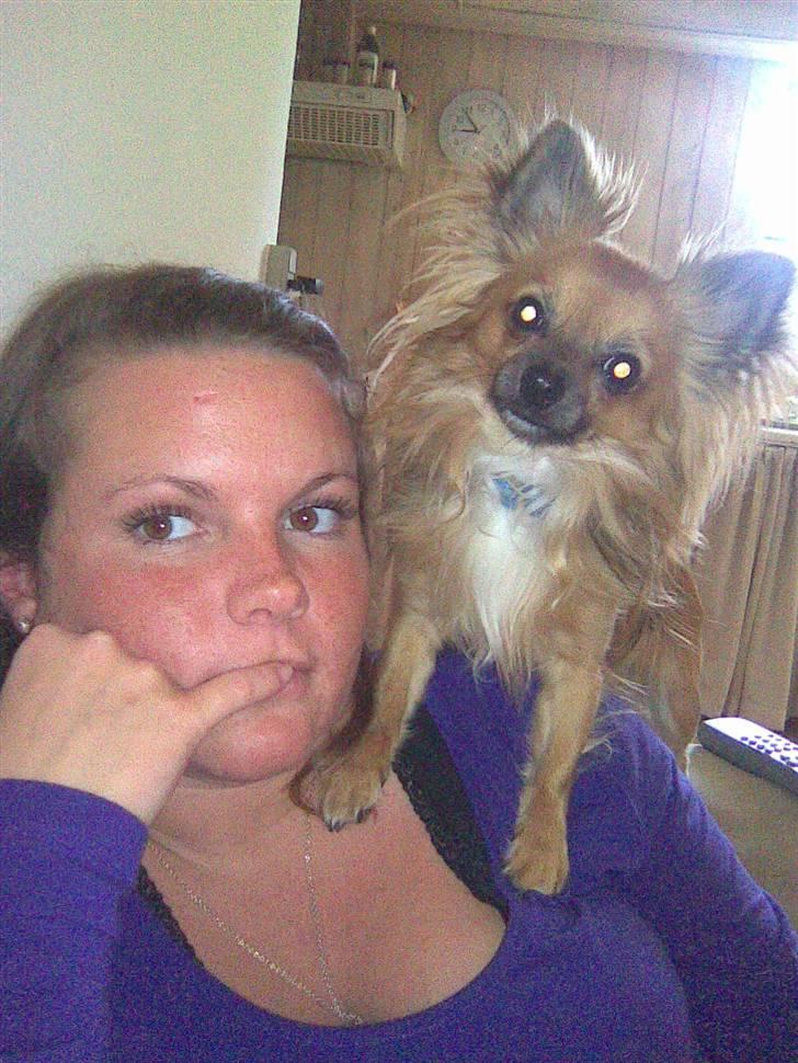 Chihuahua Anton billede 11