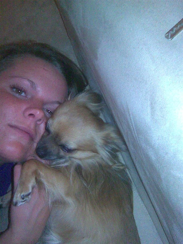 Chihuahua Anton billede 12